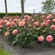 Роза Gorgeous Florium - зображення 4