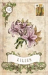 Карты Таро ShamanShop - Old Style Lenormand Tar069 - изображение 4