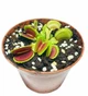Растения Хищник Венерина мухоловка Дентата AlienPlants Dionaea muscipula Dentate размер M (SUN0018CP) - изображение 2