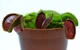 Растение хищник Венерина Мухоловка AlienPlants B52 Dionaea muscipula B52 размер L (SUN0001CP) - изображение 1