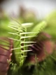 Растение хищник Венерина Мухоловка AlienPlants B52 Dionaea muscipula B52 размер L (SUN0001CP) - изображение 3