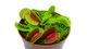 Растение хищник Венерина Мухоловка AlienPlants B52 Dionaea muscipula B52 размер L (SUN0001CP) - изображение 5