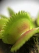 Растения Хищник Венерина мухоловка Дентата AlienPlants Dionaea muscipula Dentate размер M (SUN0018CP) - изображение 5