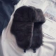 Шапка-Ушанка Серая, Унисекс WUKE One size - изображение 1