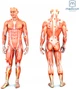Массажер перкуссионный Medica+ MassHandA Pro 6.0 - изображение 12