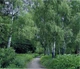 Фотошпалери проста папір Березова алея 15 аркушів 201 см х 242 см (121199) - зображення 2