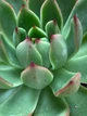 Суккулент Эхеверия Пулидонис (Echeveria Pulidonis), контейнер 9*9*10 см (s055m) - изображение 3
