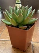 Суккулент Эхеверия Пулидонис (Echeveria Pulidonis), контейнер 9*9*10 см (s055m) - изображение 4