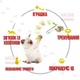 Інтерактивна іграшка-пістолет для котів REBOUND CAT GUN з кулькою та пір’їнкою, зелено-біла — дражнилка для активних ігор, розвитку спритності та зняття стресу - изображение 4