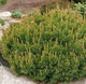 Сосна гірська / Pinus mugo mugo С4 /Н 10 - зображення 1