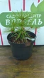 Сциадопітіс діхотома / Sciadopitys dichotoma С10/Н30-40 - изображение 7
