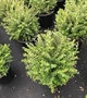 Жимолість блискуча Garden Clouds 'Copper Glow'/Lonicera nit. Garden Clouds 'Copper Glow' С3, Н 30 - зображення 2