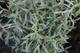 Ива/ SALIX purpurea Nana С7.5 /Н 60-80 - изображение 14