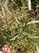 Ива пурпурная /Salix purpurea С2/Н100-140 - изображение 6