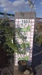 Верба тонкостовбурова Маунт Асо/Salix gracilistyla 'Mt Aso' С7.5-25 / Н 160-180 - изображение 2