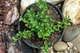 Кизильник Даммера Эйхольц / Cotoneaster radicans Eichholz С4/Н 30-40 - изображение 4