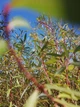 Ива пурпурная /Salix purpurea С2/Н100-140 - изображение 3
