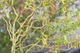 Ива вавилонская Тортуоза / Salix babylonica Tortuosa С7.5/ 15 /Н 160-200 - изображение 2