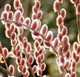 Верба тонкостовбурова Маунт Асо/Salix gracilistyla 'Mt Aso' С7.5-25 / Н 160-180 - изображение 4
