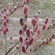Верба тонкостовбурова Маунт Асо/Salix gracilistyla 'Mt Aso' С7.5-25 / Н 160-180 - изображение 6