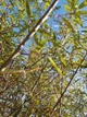 Ива пурпурная /Salix purpurea С2/Н100-140 - изображение 7