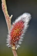 Ива тонкостолбиковая / Salix gracilistyla Mt Aso С5 / Н 80-100 - изображение 4
