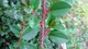 Кизильник Даммера Эйхольц / Cotoneaster radicans Eichholz С4/Н 30-40 - изображение 11