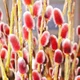 Верба тонкостовбурова Маунт Асо/Salix gracilistyla 'Mt Aso' С7.5-25 / Н 160-180 - изображение 8