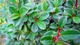 Кизильник Даммера Эйхольц / Cotoneaster radicans Eichholz С4/Н 30-40 - изображение 13