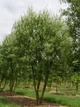 Ива вавилонская Тортуоза / Salix babylonica Tortuosa С7.5/ 15 /Н 160-200 - изображение 9