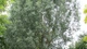 Ива Эрдингер / Salix erdingeri С45 / Н 300 - изображение 14