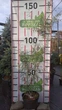 Ива пурпурная 'Nancy Saunders'/Salix purpurea 'Nancy Saunders' С7.5 / Н 120-140 - изображение 2