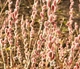 Ива тонкостолбиковая / Salix gracilistyla Mt Aso С5 / Н 80-100 - изображение 14