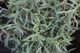 Верба пурпурова Nana/ Salix purpurea Nana C3, Н 80-100 - изображение 3