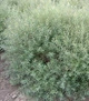 Верба пурпурова Nana/ Salix purpurea Nana C3, Н 80-100 - изображение 5
