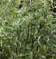 Верба біла Дартс Снейк/ Salix alba Dart`s Snake С10 / Н 120-140 - изображение 3