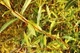 Ива пурпурная 'Nancy Saunders'/Salix purpurea 'Nancy Saunders' С7.5 / Н 120-140 - изображение 7