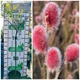 Ива тонкостолбиковая 'Mt Aso' / Salix gracilistyla 'Mt Aso' С7.5/ Ра120-140 - изображение 1