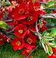 Хеномелес superba Red Trail / Chaenomeles superba Red Trail C3 Н 40-60 - изображение 1