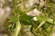 Ива вавилонская/ Salix babylonica var. pekinensis Pendula C60 Р300-320 D12-14 - изображение 10