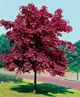 Клен остролистный Роял Ред / Acer platanoides Royal Red С45 Н220-240 - изображение 4