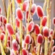 Ива тонкостолбиковая 'Mt Aso' / Salix gracilistyla 'Mt Aso' С7.5/ Ра120-140 - изображение 5