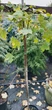 Клен ложноплатановый Sunshine / Acer pseudoplatanus Sunshine С10/ Ра140-150 /Н 160-180 - изображение 2