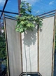 Клен ложноплатановый Саймон Льюис Фререс/Acer pseudoplatanus Simon Louis Freres С10 Ра120 Н140 - изображение 3