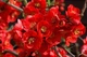 Хеномелес superba Red Trail / Chaenomeles superba Red Trail C3 Н 40-60 - изображение 7