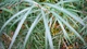 Ива лохолистная Ангустифолия / Salix elaeagnos Angustifolia С20 / Ра 90 / Н180-200 - изображение 2
