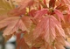 Клен ложноплатановый Sunshine / Acer pseudoplatanus Sunshine С10/ Ра140-150 /Н 160-180 - изображение 4