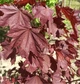 Клен остролистный Роял Ред / Acer platanoides Royal Red С45 Н220-240 - изображение 9