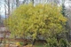 Ива лохолистная Ангустифолия / Salix elaeagnos Angustifolia С20 / Ра 90 / Н180-200 - изображение 5