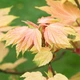 Клен ложноплатановый Sunshine / Acer pseudoplatanus Sunshine С10/ Ра140-150 /Н 160-180 - изображение 7